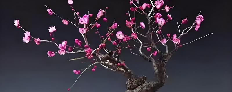梅花怕不怕冻，梅花不怕冻