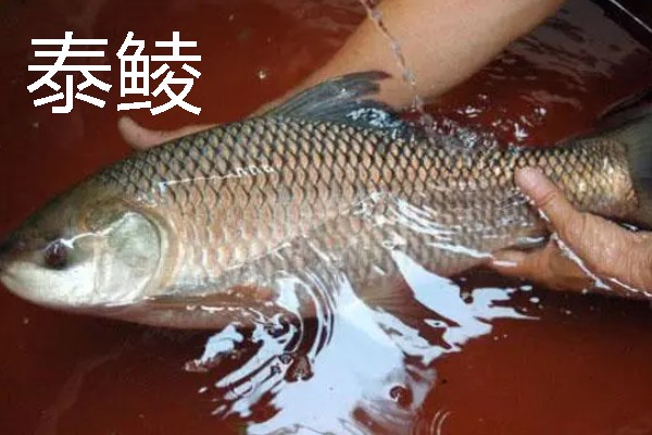 鲮鱼是海鱼吗，主要分布在珠江、闽江等淡水水系中