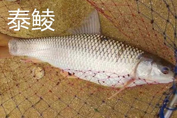 鲮鱼是海鱼吗，主要分布在珠江、闽江等淡水水系中