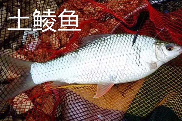 鲮鱼是海鱼吗，主要分布在珠江、闽江等淡水水系中