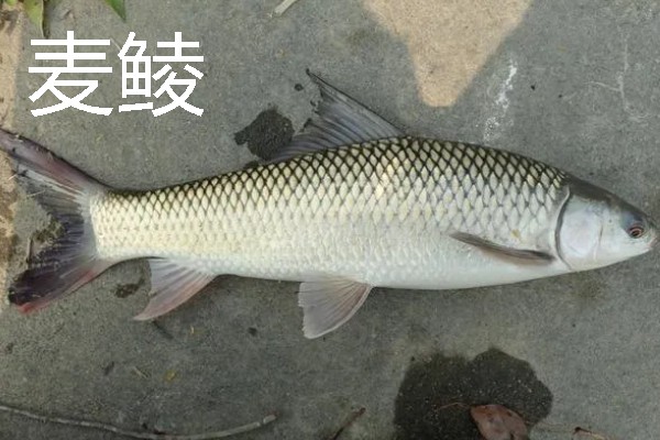 鲮鱼是海鱼吗，主要分布在珠江、闽江等淡水水系中