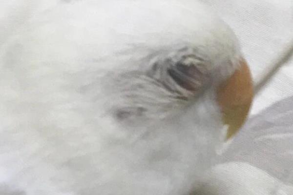 鹦鹉单眼伤风的症状，会出现单眼流泪、眼睛红肿等