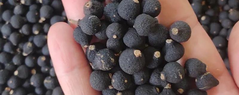 怎么泡小胎柑，可全部冲泡也可刺几个孔再泡