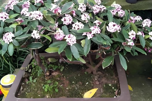 瑞香花有什么花语，代表祥瑞、吉利