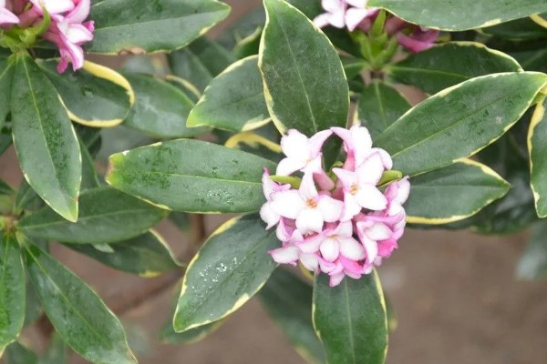 瑞香花有什么花语，代表祥瑞、吉利