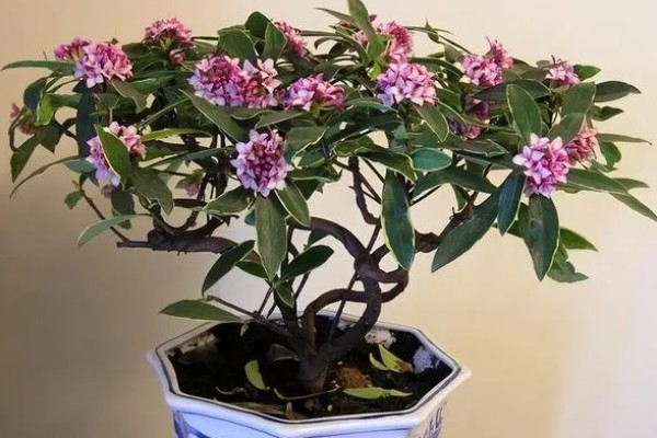 瑞香花有什么花语，代表祥瑞、吉利