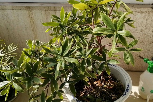 瑞香花有什么花语，代表祥瑞、吉利