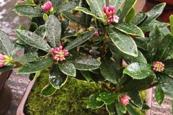 瑞香花有什么花语，代表祥瑞、吉利