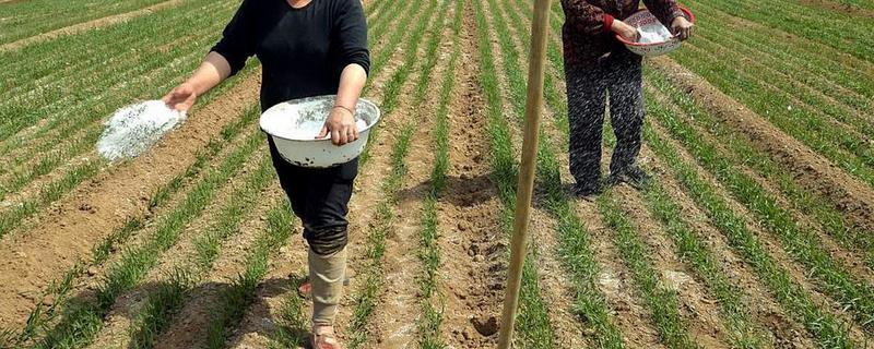 小麦的底肥如何施，常用的肥料有尿素、磷酸二铵等