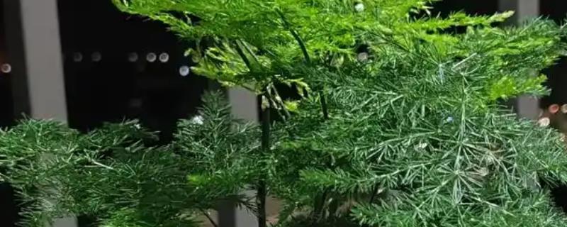 文竹开花的味道有没有毒，文竹开花的味道无毒