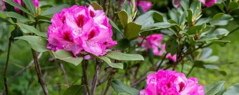杜鹃花花期后如何剪枝，需要及时修剪残花