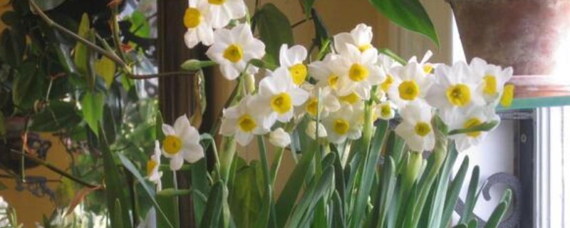 水仙花有什么种类，常见蝴蝶水仙、丁香水仙等品种