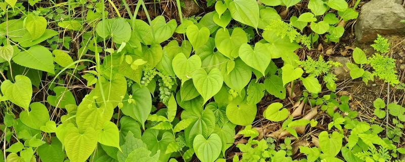 野山药的外观，根茎外皮呈黄褐色