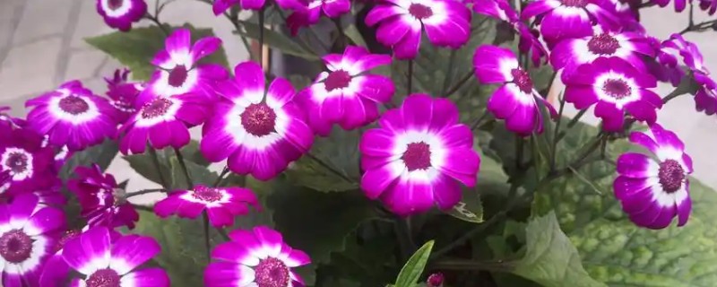 瓜叶菊开完花后怎么处理，需及时修剪残花