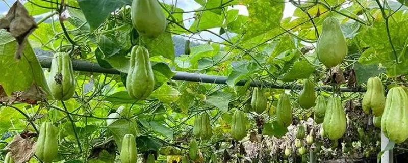 佛手瓜的种植方法，生长期间需要浇透水