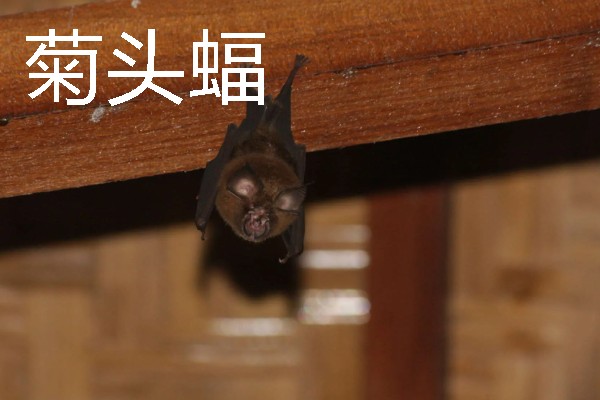 蝙蝠的寓意是什么，寓意福从天降