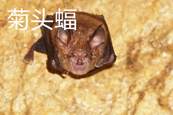 蝙蝠的寓意是什么，寓意福从天降