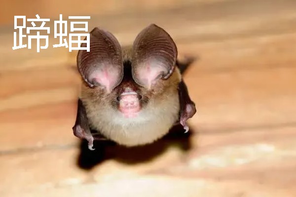 蝙蝠的寓意是什么，寓意福从天降
