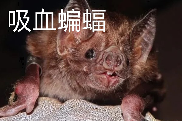 蝙蝠的寓意是什么，寓意福从天降