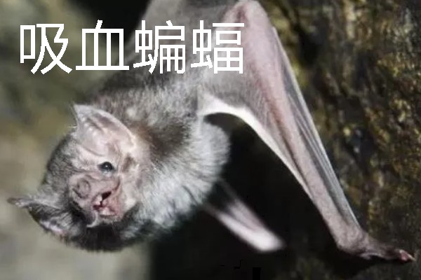 蝙蝠的寓意是什么，寓意福从天降