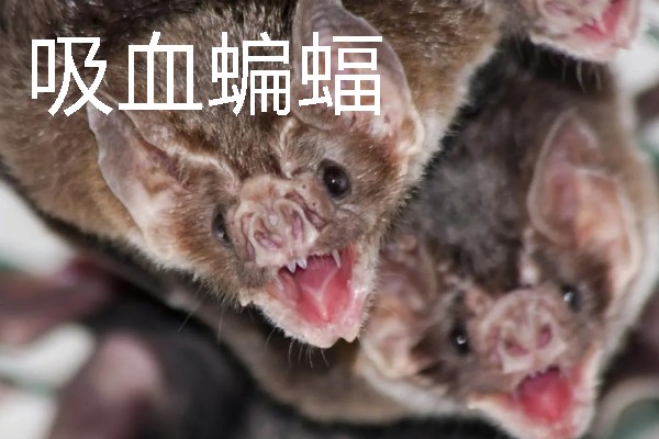 蝙蝠的寓意是什么，寓意福从天降