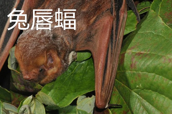 蝙蝠的寓意是什么，寓意福从天降