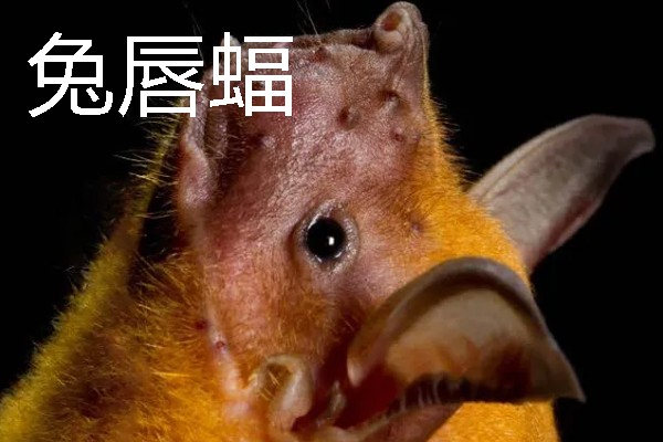 蝙蝠的寓意是什么，寓意福从天降