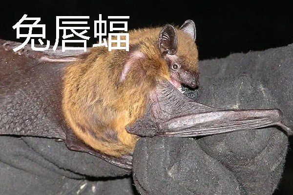 蝙蝠的寓意是什么，寓意福从天降