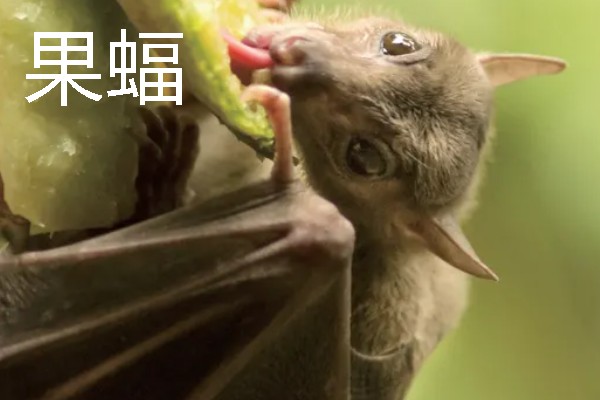 蝙蝠的寓意是什么，寓意福从天降