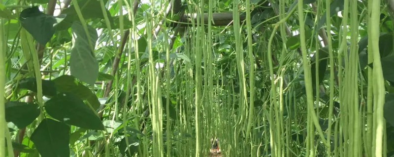 豆角长多高要掐尖打顶,70cm高时进行首次掐尖打顶