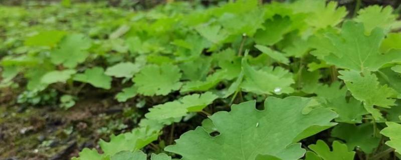 种植一亩博落回的效益，大约为1700元左右