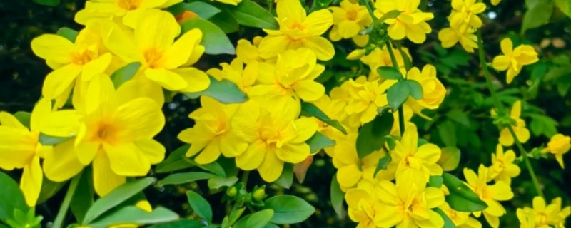 迎春花是哪种颜色，迎春花为金黄色