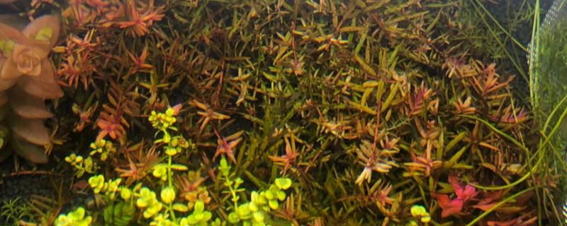 红宫廷叶子发黑是什么原因，可能是水质问题