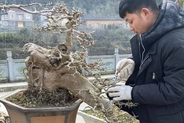 白蜡盆景夏天如何浇水，每日浇水的次数在2-3次