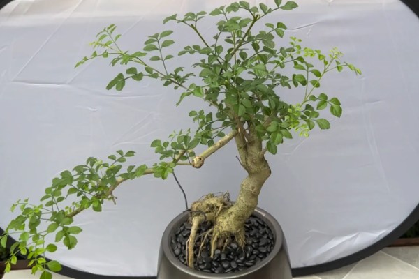 白蜡盆景夏天如何浇水，每日浇水的次数在2-3次