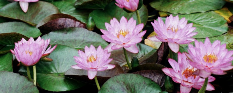 白天开放晚上合拢的花，常见的有睡莲、牵牛花等