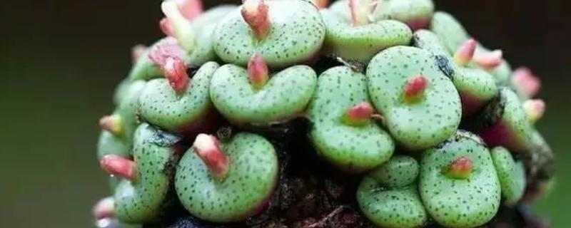 多肉淋雪后如何处理，冻伤的植株不可暴晒