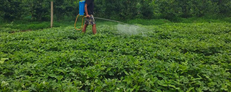 花生适合用哪些肥料，不同时期对养分的需求有区别