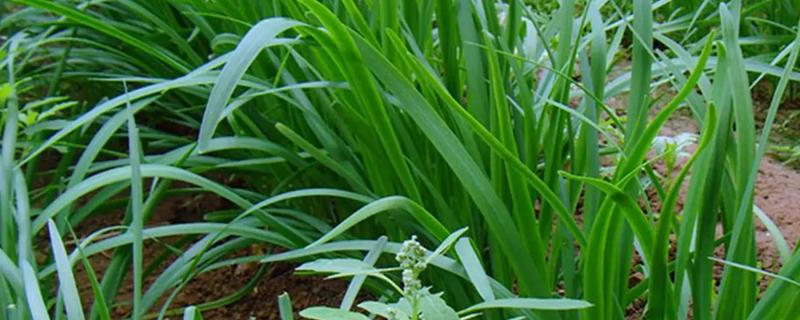 什么是韭菜，属石蒜科多年生草本植物