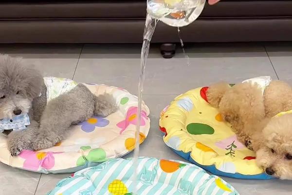 家里狗味重如何解决，需定期消毒并保持通风