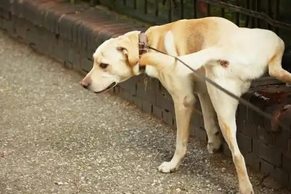 家里狗味重如何解决，需定期消毒并保持通风