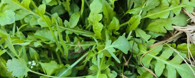 野生荠菜什么时候采，春季或者秋季均可采挖