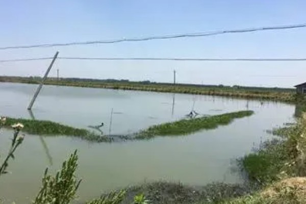 龙虾苗在哪里买，水产店和网上均可购买