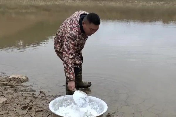 龙虾苗在哪里买，水产店和网上均可购买