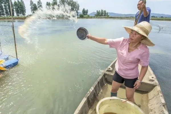 龙虾苗在哪里买，水产店和网上均可购买