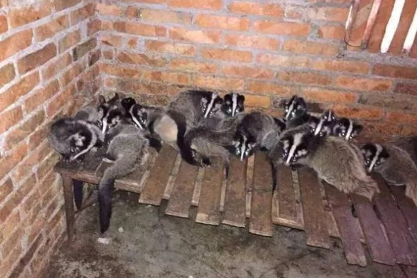 养殖果子狸有哪些注意事项，一定要做好卫生防疫的工作