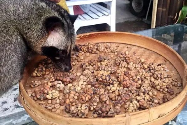 养殖果子狸有哪些注意事项，一定要做好卫生防疫的工作