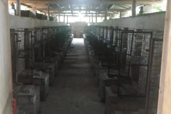 养殖果子狸有哪些注意事项，一定要做好卫生防疫的工作