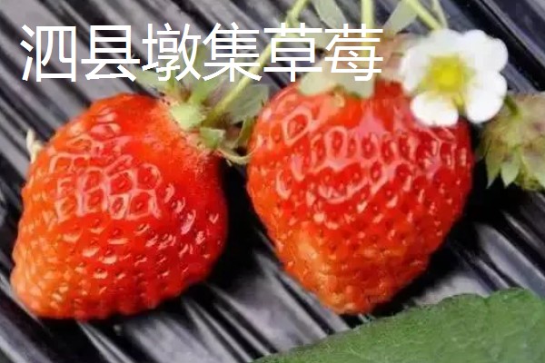 安徽省宿州市泗县的特产，有金丝绞瓜、大路口山芋等
