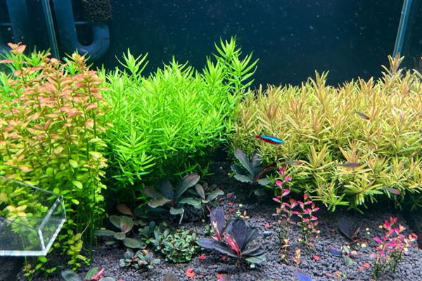 红宫廷叶子发黑是什么原因,可能是水质问题